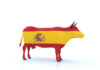 Spanish cow