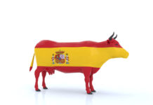 Spanish cow