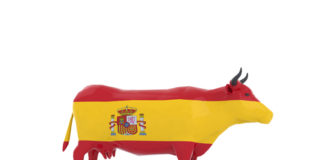 Spanish cow