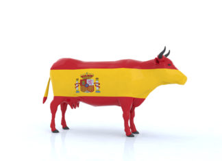 Spanish cow