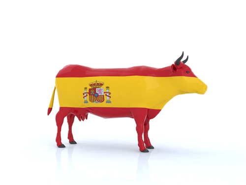 Spanish cow